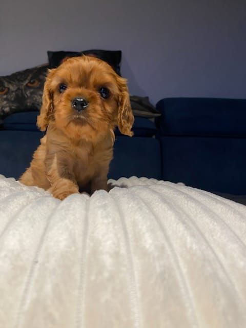 Du clos de larpege - Chiot disponible  - Cavalier King Charles Spaniel