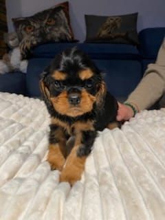 Du clos de larpege - Chiot disponible  - Cavalier King Charles Spaniel