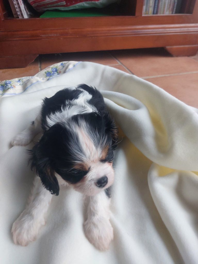 Du clos de larpege - Chiot disponible  - Cavalier King Charles Spaniel