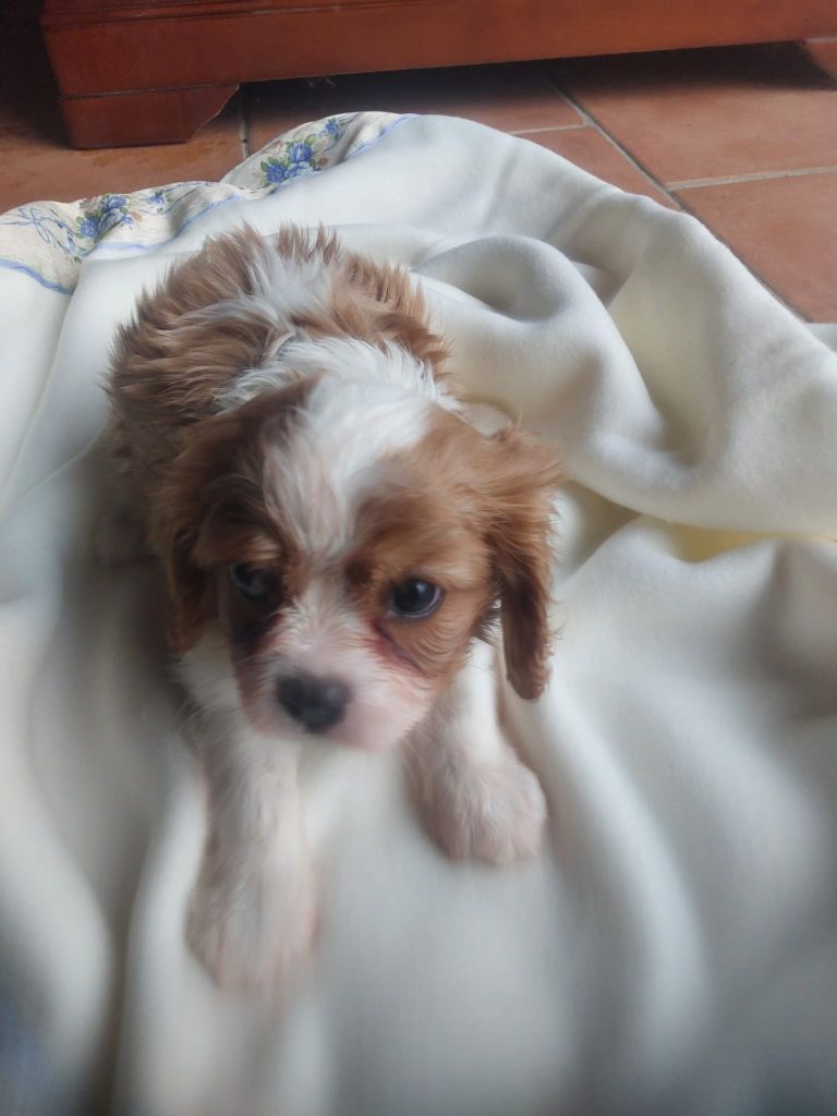 Du clos de larpege - Chiot disponible  - Cavalier King Charles Spaniel