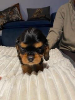 Du clos de larpege - Chiot disponible  - Cavalier King Charles Spaniel