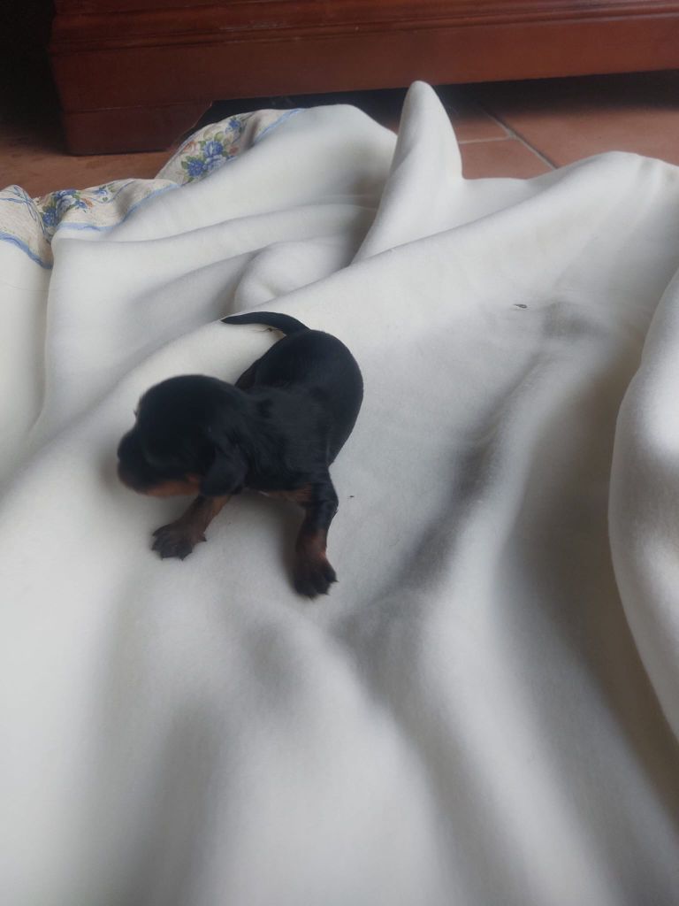 Du clos de larpege - Chiot disponible  - Cavalier King Charles Spaniel