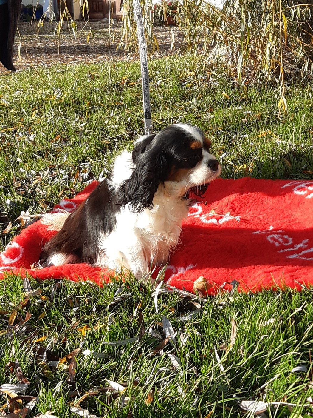 Tessa des joyaux de savejo Du clos de larpege