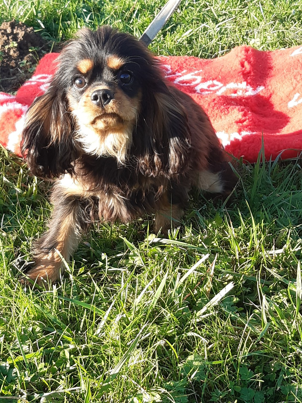 Athena Du clos de larpege