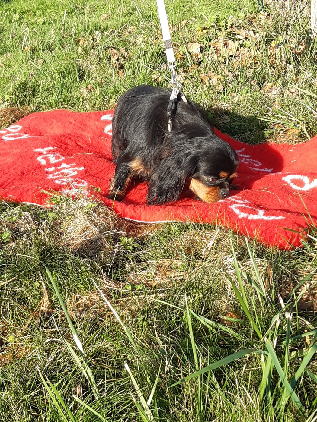 Very small De la geode
