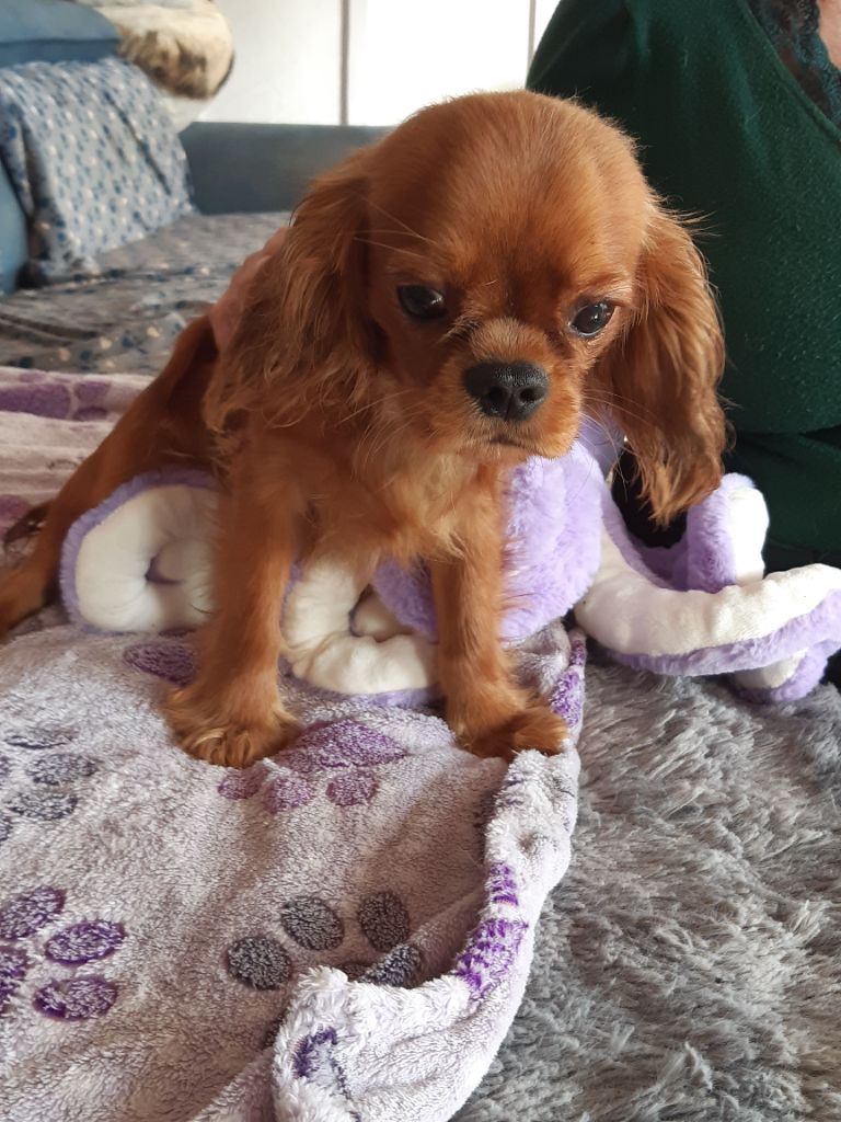 Du clos de larpege - Chiots disponibles - Cavalier King Charles Spaniel