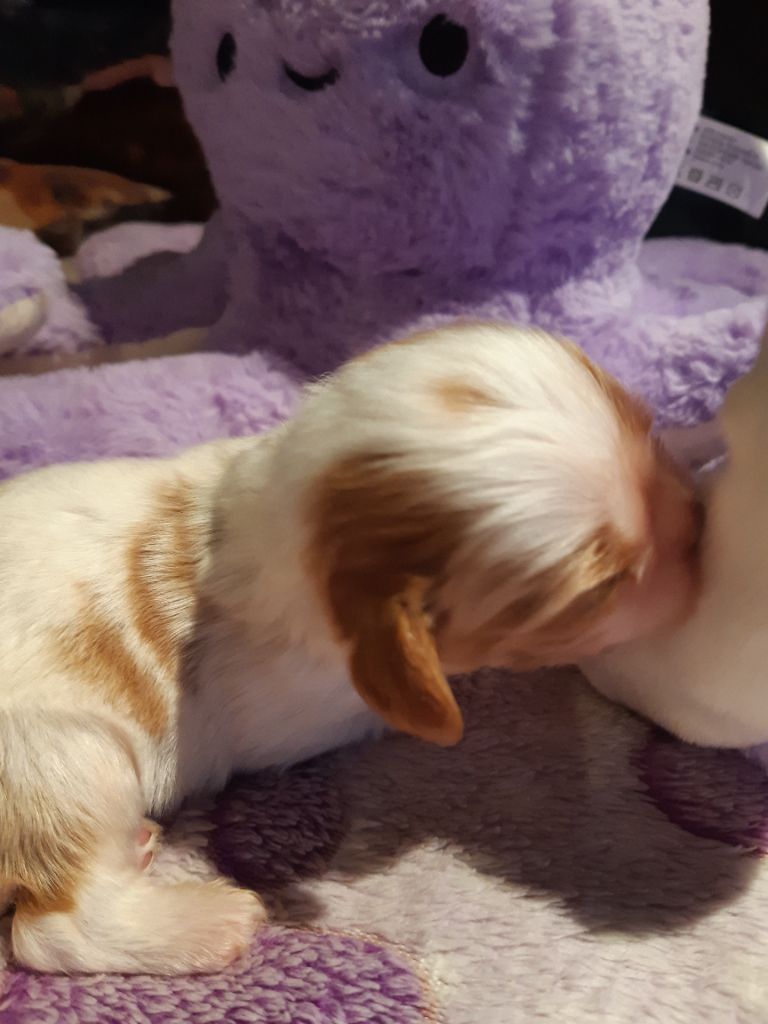 Du clos de larpege - Chiots disponibles - Cavalier King Charles Spaniel