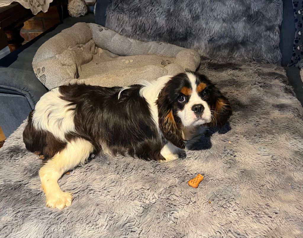 Du clos de larpege - Chiots disponibles - Cavalier King Charles Spaniel