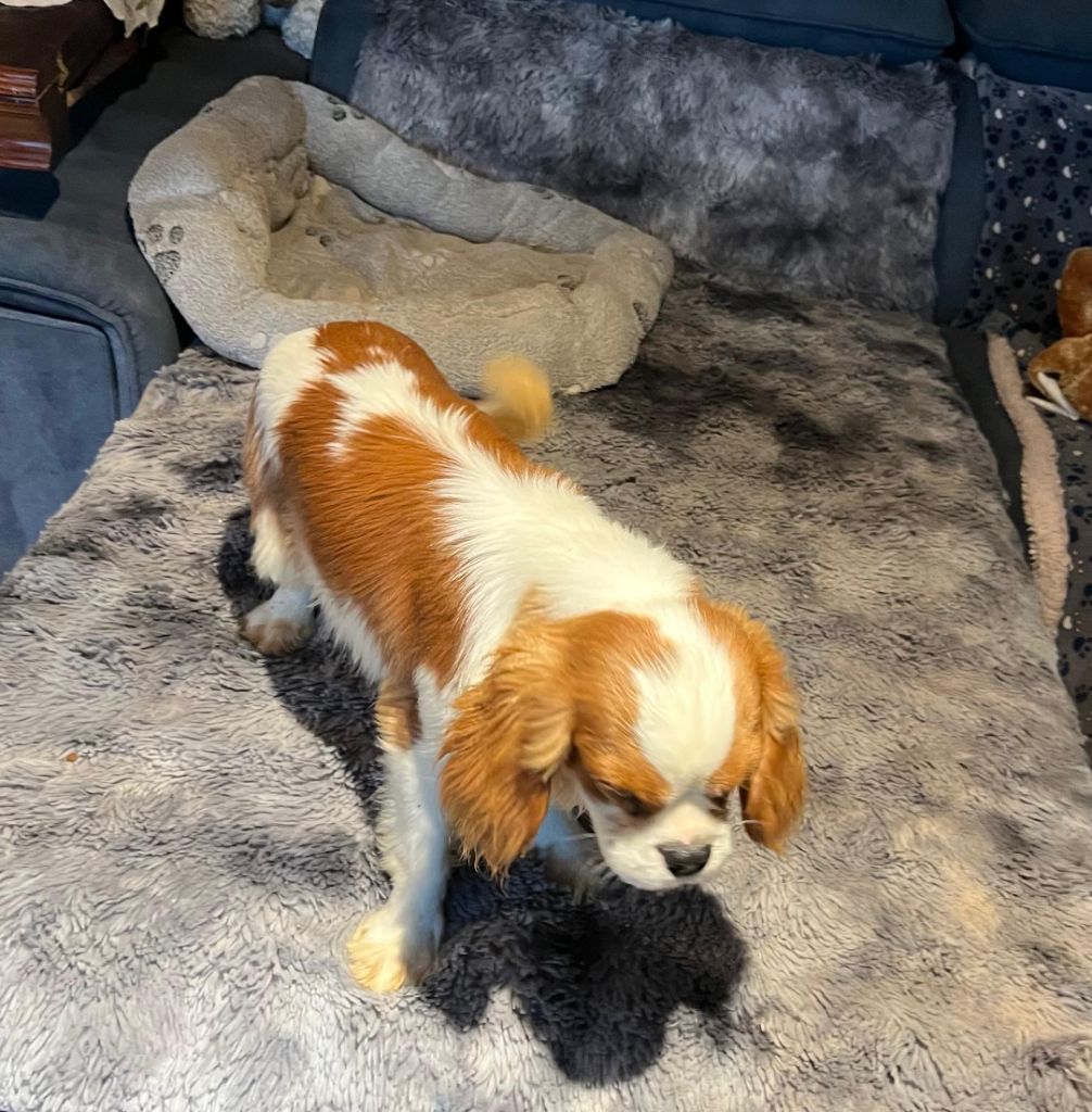 Du clos de larpege - Chiots disponibles - Cavalier King Charles Spaniel