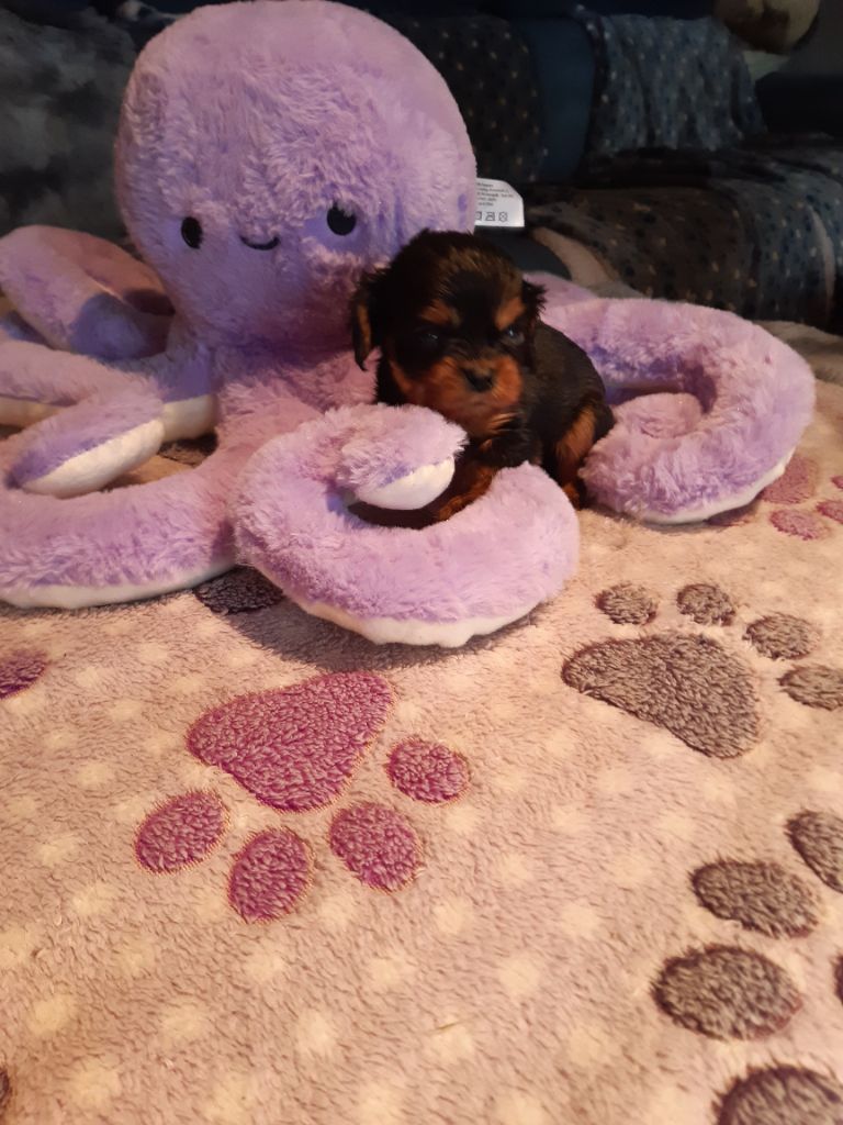 Du clos de larpege - Chiots disponibles - Cavalier King Charles Spaniel