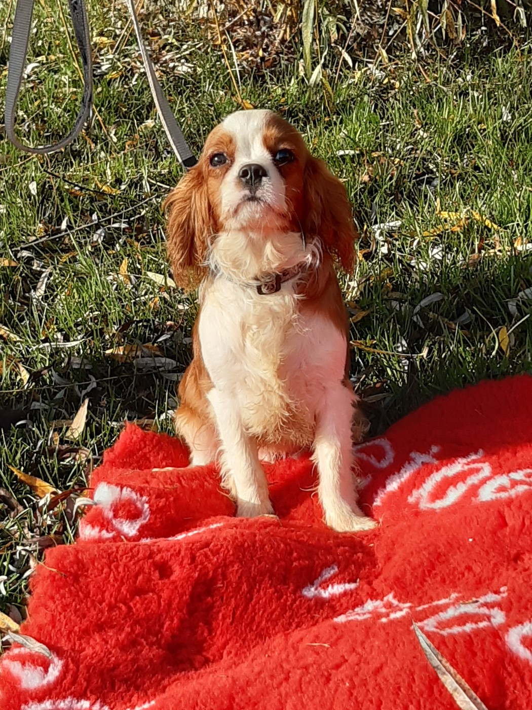 Du clos de larpege - Chiots disponibles - Cavalier King Charles Spaniel