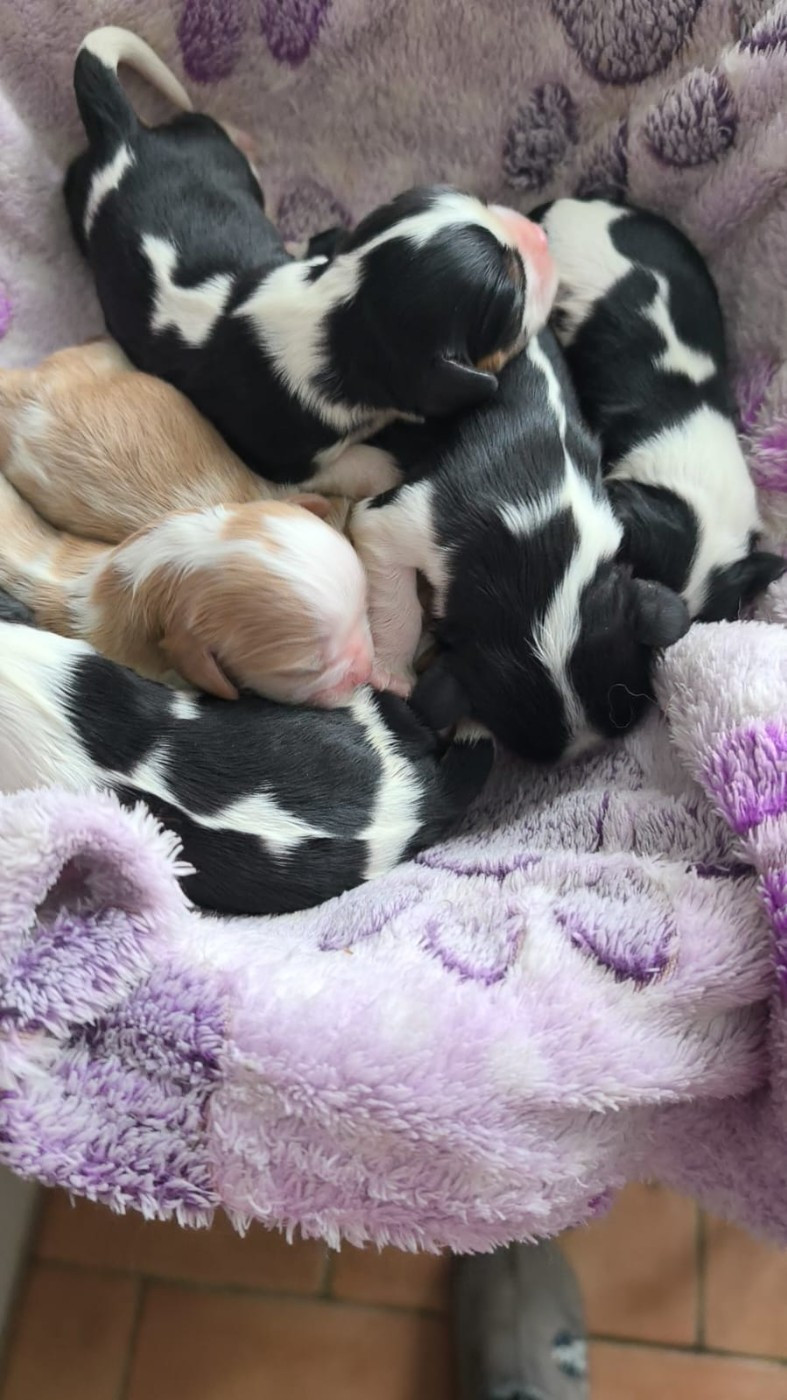 Du clos de larpege - Chiots disponibles - Cavalier King Charles Spaniel