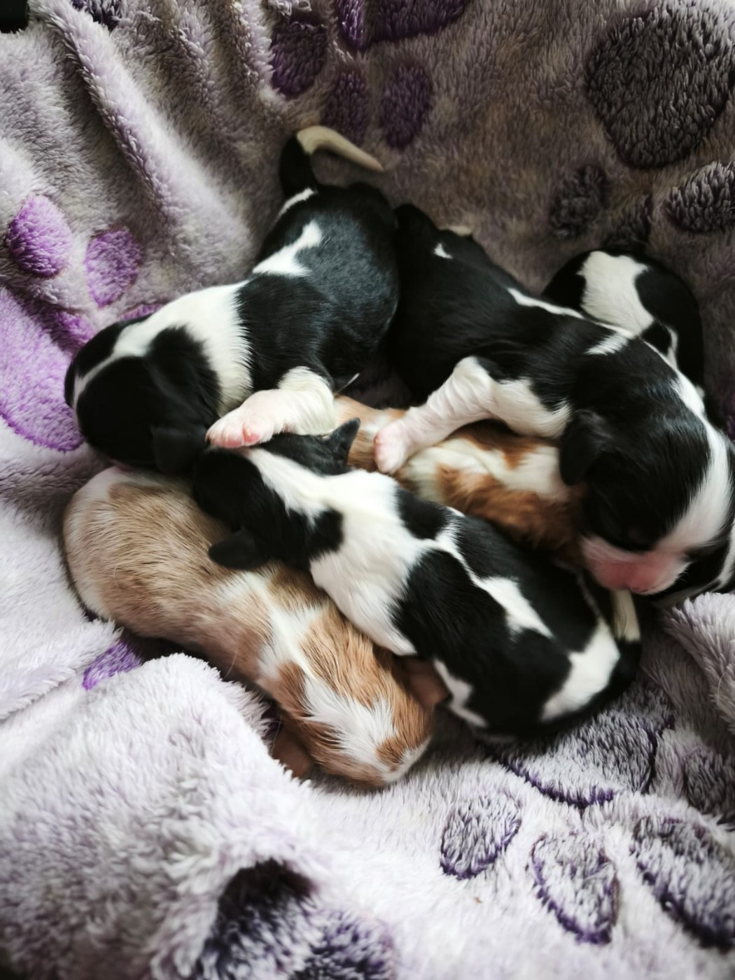 Du clos de larpege - Chiots disponibles - Cavalier King Charles Spaniel
