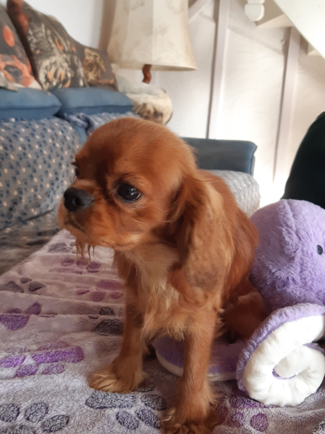 Du clos de larpege - Chiots disponibles - Cavalier King Charles Spaniel