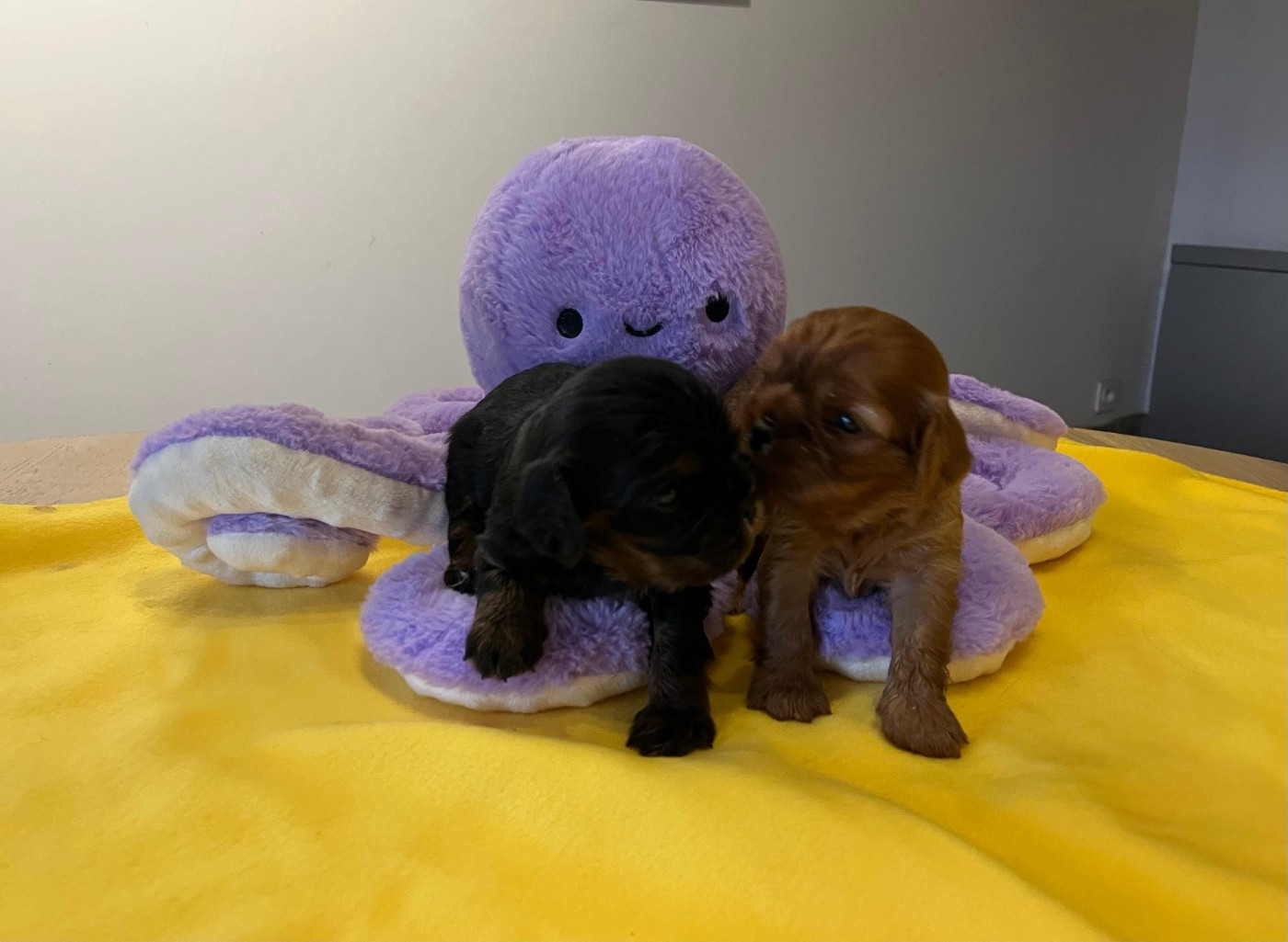 Du clos de larpege - Cavalier King Charles Spaniel - Portée née le 09/01/2026