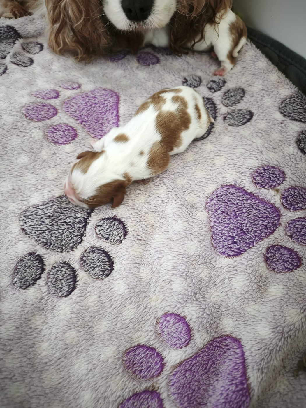 Du clos de larpege - Chiots disponibles - Cavalier King Charles Spaniel