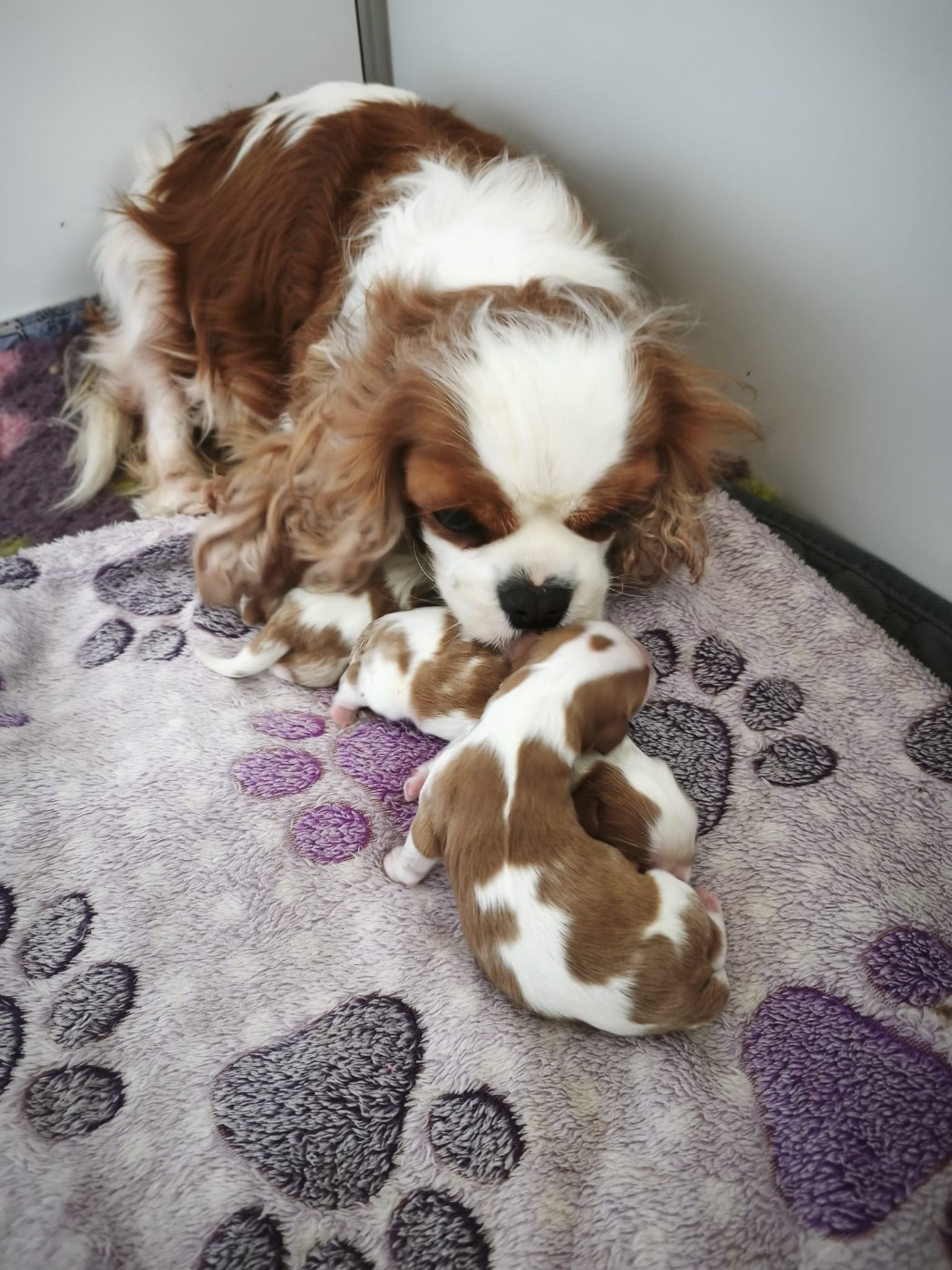 Chiot Cavalier King Charles Spaniel Du clos de larpege