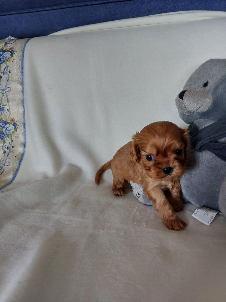 Du clos de larpege - Chiots disponibles - Cavalier King Charles Spaniel