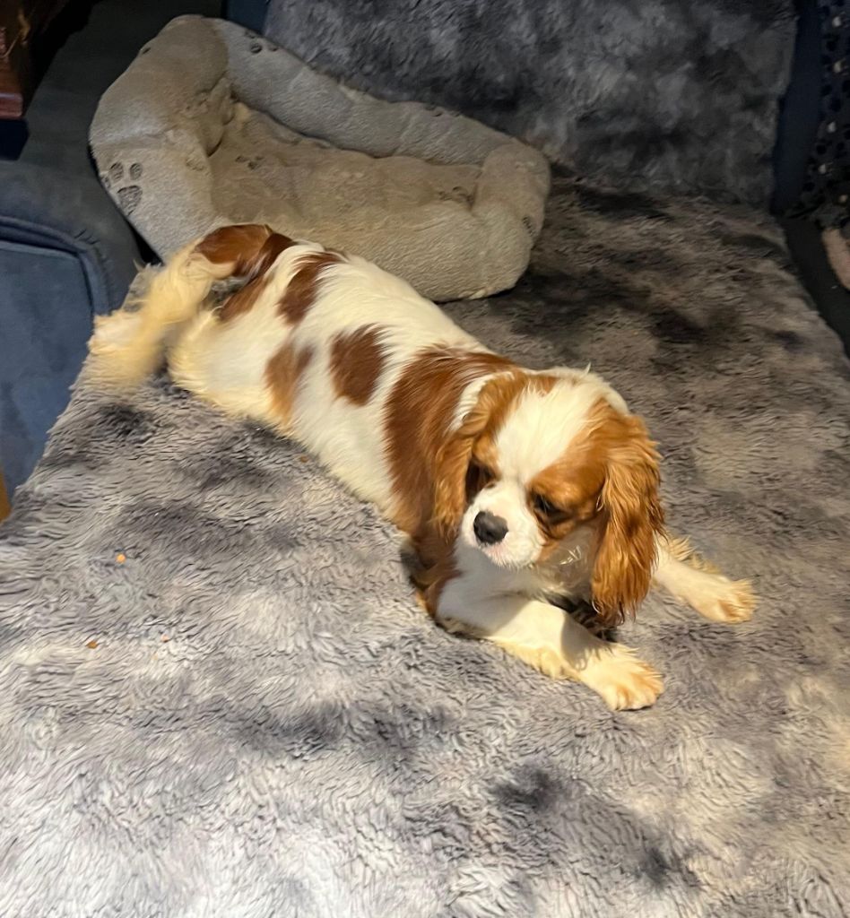 Du clos de larpege - Chiots disponibles - Cavalier King Charles Spaniel
