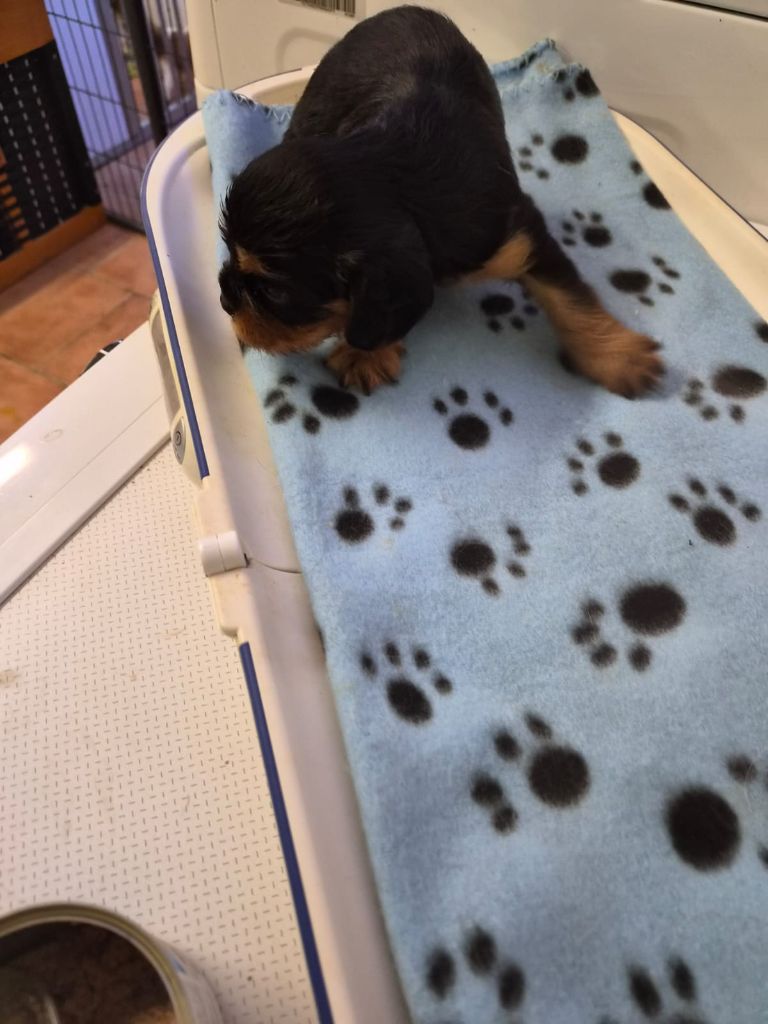 Du clos de larpege - Chiots disponibles - Cavalier King Charles Spaniel