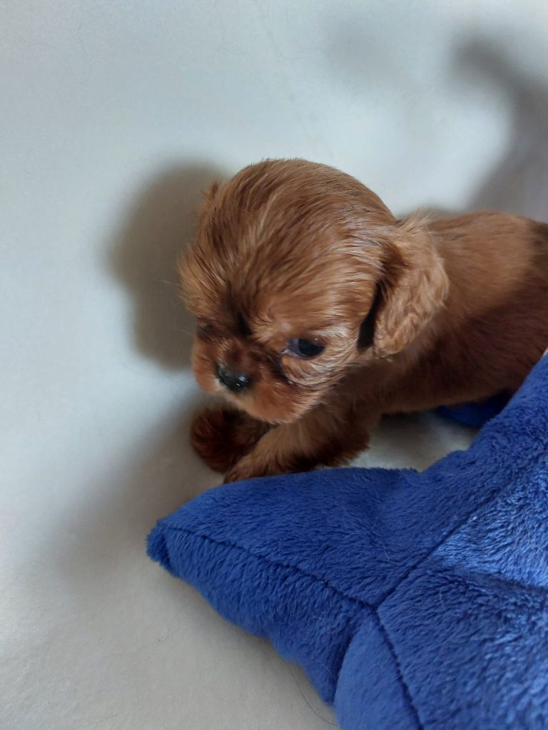 Du clos de larpege - Chiots disponibles - Cavalier King Charles Spaniel