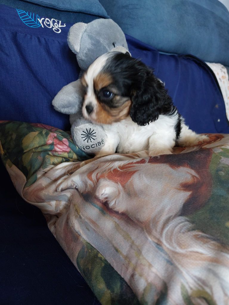 Du clos de larpege - Chiots disponibles - Cavalier King Charles Spaniel