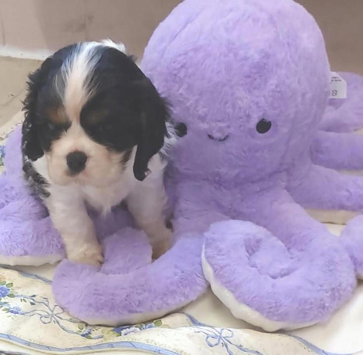 Du clos de larpege - Chiots disponibles - Cavalier King Charles Spaniel