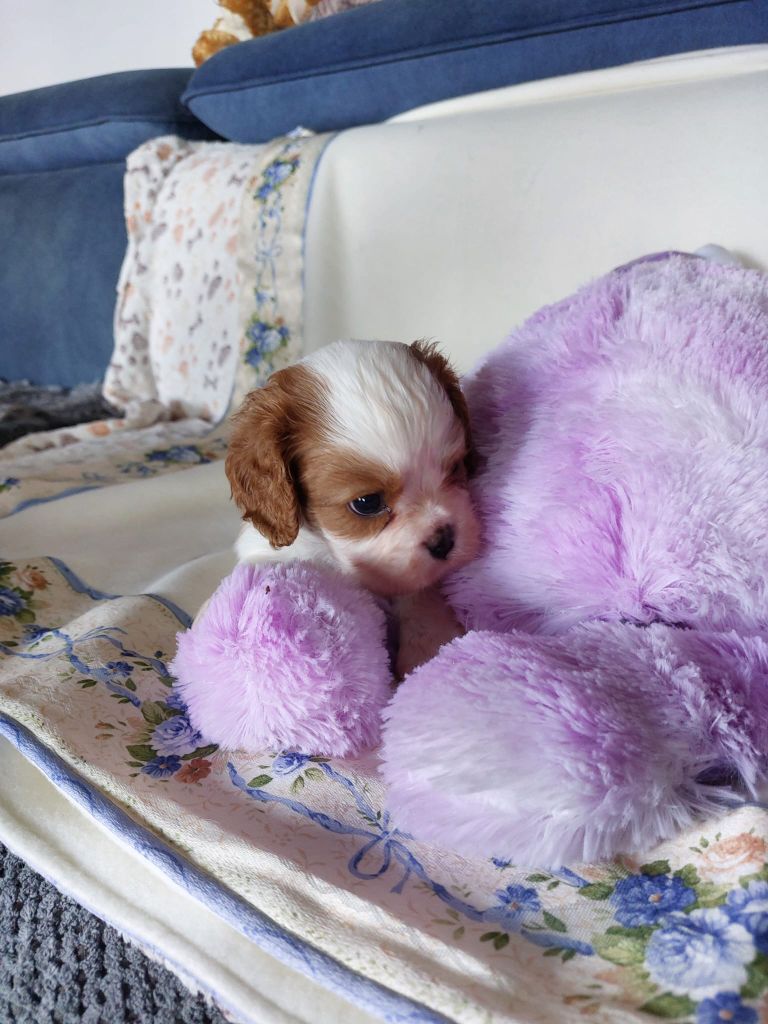 Du clos de larpege - Chiots disponibles - Cavalier King Charles Spaniel