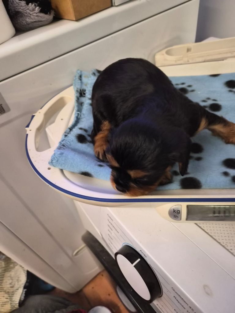 Du clos de larpege - Chiots disponibles - Cavalier King Charles Spaniel
