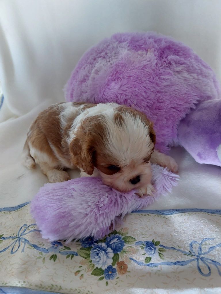 Du clos de larpege - Chiots disponibles - Cavalier King Charles Spaniel