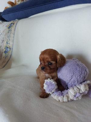 CHIOT 6