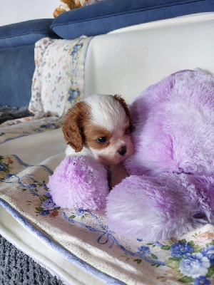 CHIOT 6