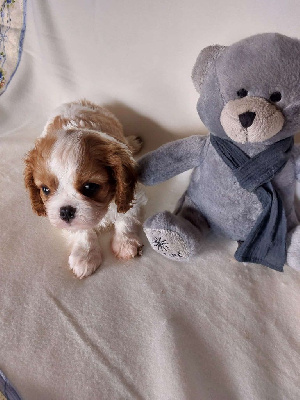 CHIOT 1