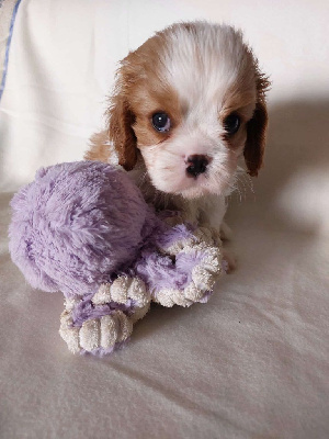 CHIOT 2