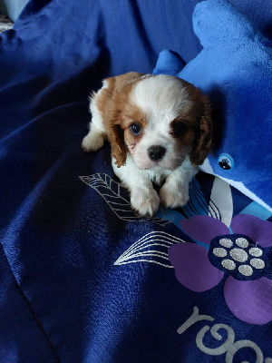 CHIOT 2