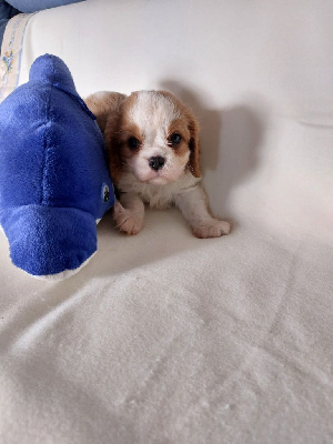 CHIOT 3