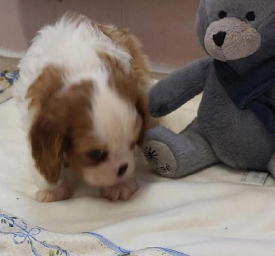 CHIOT 1
