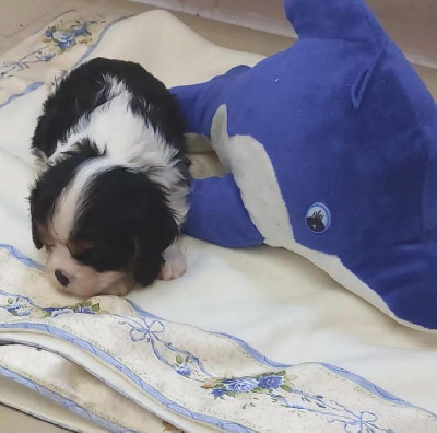 CHIOT 3
