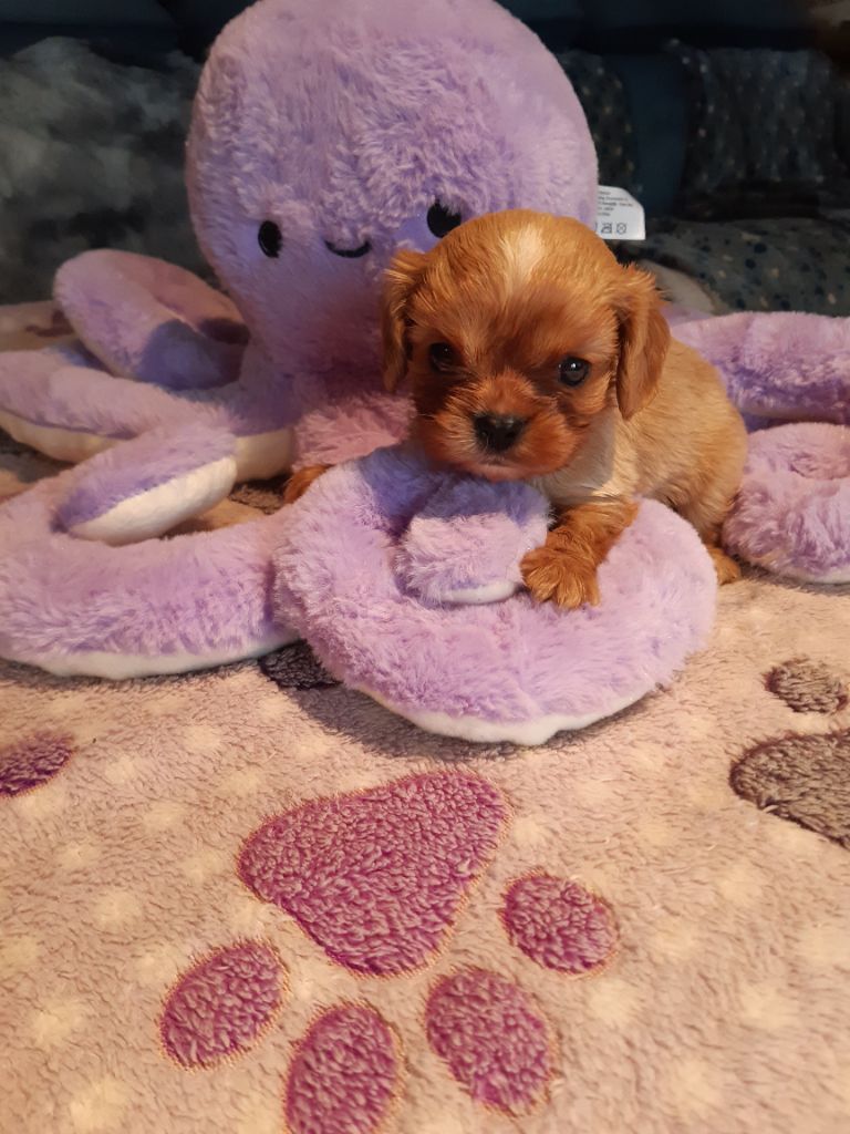 Du clos de larpege - Chiots disponibles - Cavalier King Charles Spaniel