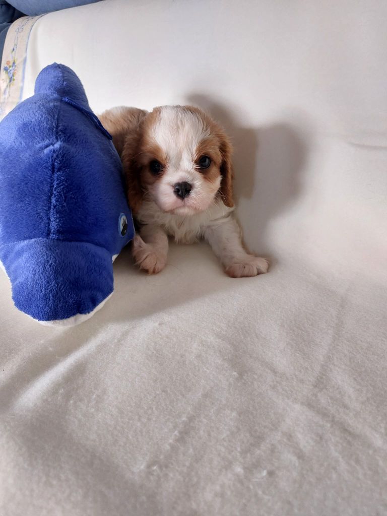 Du clos de larpege - Chiots disponibles - Cavalier King Charles Spaniel