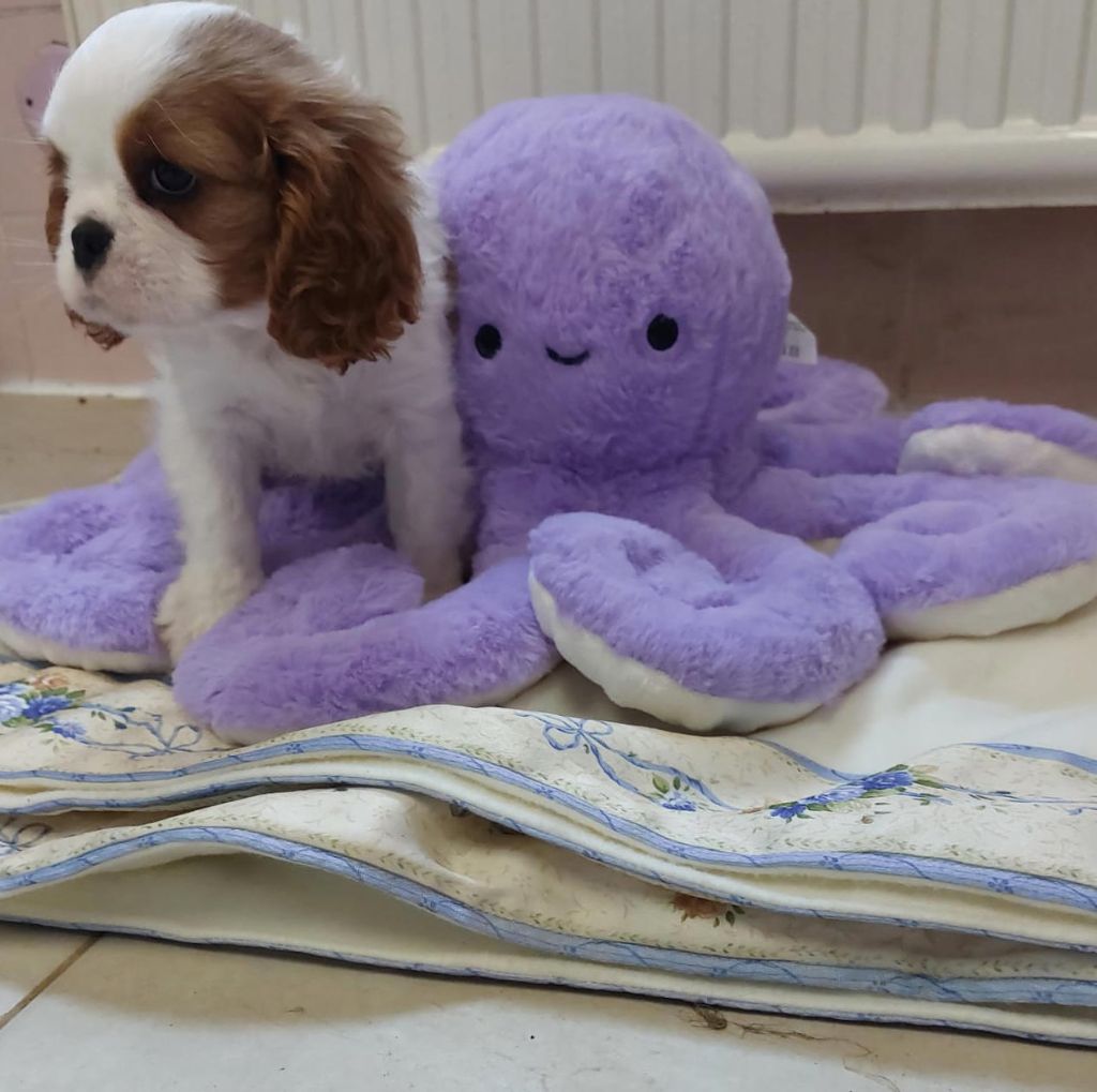 Du clos de larpege - Chiots disponibles - Cavalier King Charles Spaniel
