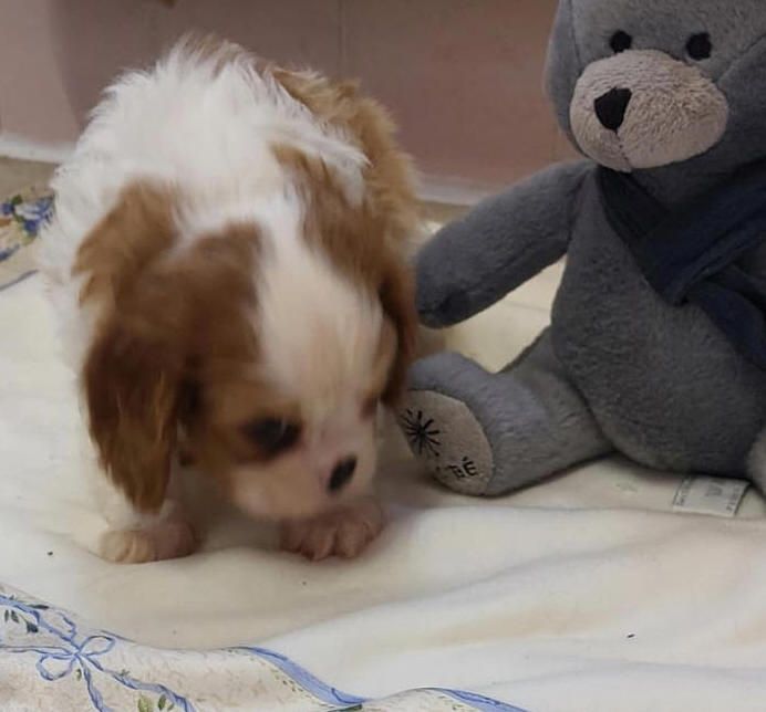Du clos de larpege - Chiots disponibles - Cavalier King Charles Spaniel