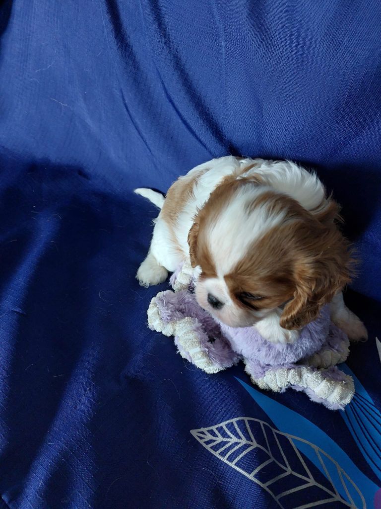 Du clos de larpege - Chiots disponibles - Cavalier King Charles Spaniel