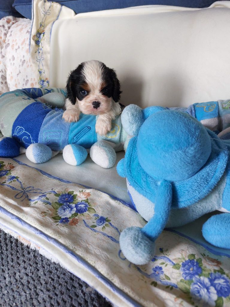 Du clos de larpege - Chiots disponibles - Cavalier King Charles Spaniel