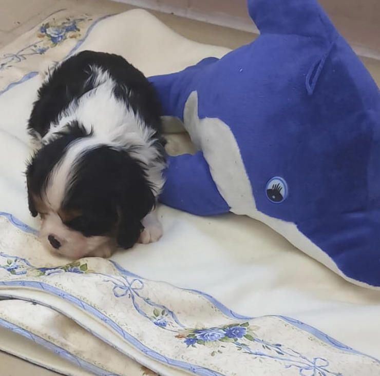 Du clos de larpege - Chiots disponibles - Cavalier King Charles Spaniel