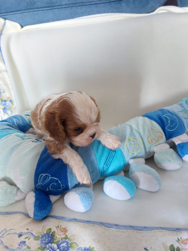 Du clos de larpege - Chiots disponibles - Cavalier King Charles Spaniel
